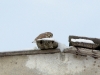 Little Owl - hiding