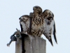 The same Buzzard sat on the observation post