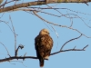 Long-legged Buzzard spying prey from a perch