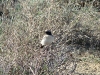 The Desert Wheatear