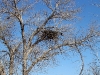 A Long-legged Buzzard’s  nest