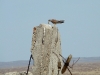 A male of the Lesser Kestrel with a captured lizard