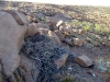 A Long-legged Buzzard’s  nest in rocky outcrops