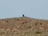 The Steppe Eagle