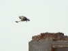 The Long-legged Buzzard