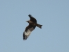 The Black-eared Kite looks like a Black Kite