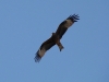 The Black-eared Kite