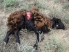 The result of wolf’s hunting on sheep (13 animals killed)
