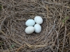 A clutch of the Pallid Harrier