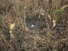 A nest of the Steppe Harrier in sparse reedbeds