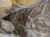 A clutch of the Common Kestrel in the old nest of the Long-legged Buzzard