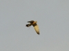 A male of the Lesser Kestrel with prey