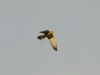 A male of the Lesser Kestrel with prey  