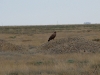 The Steppe Eagle