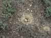 A nest of the Houbara Bustard (full clutch)