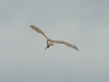 A female of the Pallid Harrier with the captured lizard