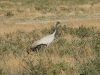 Demoiselle Cranes were found everywhere