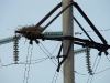 A nest of the Long-legged Buzzard on the power line pole
