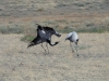 Dance of Demoiselle Cranes