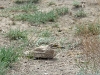 The hidden Stone Curlew 
