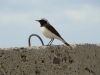A male of the Pier Wheatear