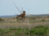 The Common Buzzard is observed here only on passage