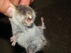 A night visitor – a small mole rat