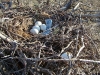 In this nest there are 4 eggs; another egg stuck at the nest’s edge and damaged
