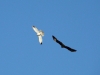A Pallid Harrier and a kite are getting square with each other