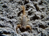 Scorpions were usual night-camp residents