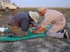 The female Houbara Bustard marked with a satellite transmitter   