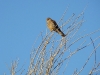 A female of the Lesser Kestrel