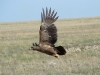 The Steppe Eagle