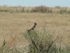 The Short-eared Owl