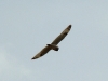 A flying Short-eared owl