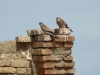 A pair of Lesser Kestrels in an abandoned village 