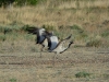 Demoiselle Cranes are flying off