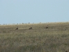 Adult Bustards