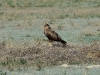 A dark morph of the Long-legged Buzzard
