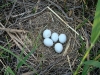 A nest of the Pallid Harrier