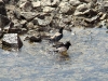 Starlings are having bath