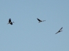 Immature Black Storks gathered at the river where fish concentrated