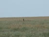 A male of the Little Bustard