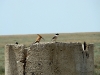 A Lesser Grey Shrike and a displaying Hoopoe