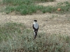 The Lesser Grey Shrike