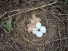 A new chick hatched in the nest of the Pallid Harrier