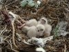 Four chicks of the Long-legged Bustard and the prey brought by their parents