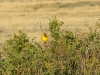 A male of the Red-headed Bunting