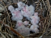 Chicks of the Long-eared Owl in the nest of the Hooded Crow