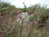 Flowering tamarisks at the Ai River